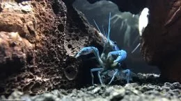 Territorio Langosta azul en un acuario de agua dulce