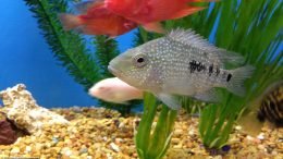 Texas Cichlid In A Freshwater Aquarium