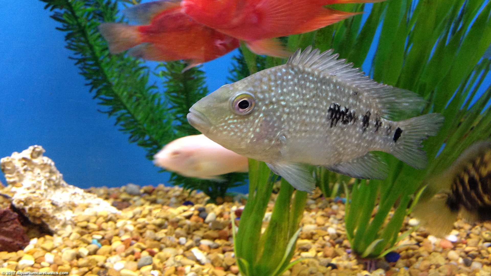 types of tropical aquarium fish