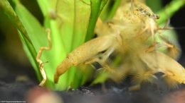 Thick Front Leg On A Bamboo Shrimp