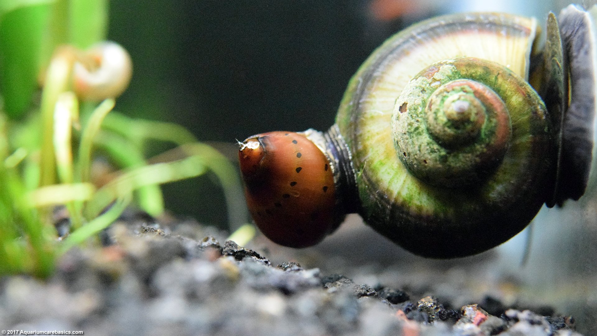 Nerite vs mystery snail