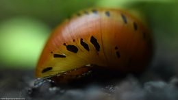 Tiger Nerite Snail, Shell Patterns