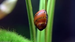 Tiger Nerite Snail