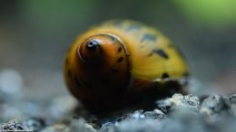 Tiger Nerite Snail Color, Brown