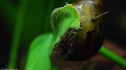 Tiger Nerite Snail Eating Dead Plant Matter