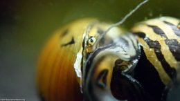 Tiger Nerite Snail Eye, Closeup