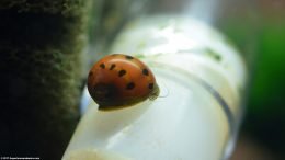 Tiger Nerite Snail Feeding On Food Growing On Plastic Tubing