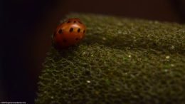 Tiger Nerite Snail Feeding On Sponge Filter