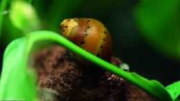 Tiger Nerite Snail On Lava Rock