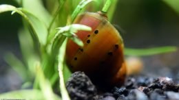 Tiger Nerite Snail On Micro Sword Plant
