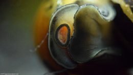 Tiger Nerite Snail Moving Across Glass