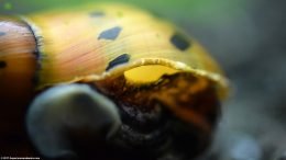 Tiger Nerite Snail Shell, Upclose