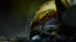 Tiger Nerite Snail: Shell And Eye, Upclose