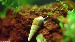 Trumpet Snail On Lava Rock