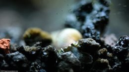 Trumpet Snail Digging In Substrate