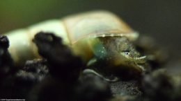 Trumpet Snail Eye, Upclose