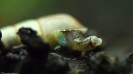 Trumpet Snail Mouth, Upclose