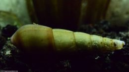 Trumpet Snails Dig In Substrate Searching For Detritus