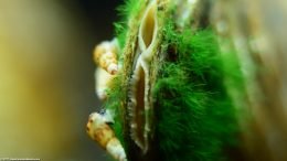 Trumpet Snails Near Asian Gold Clam Siphons