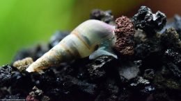 Malaysian Trumpet Snail Digging Through Substrate