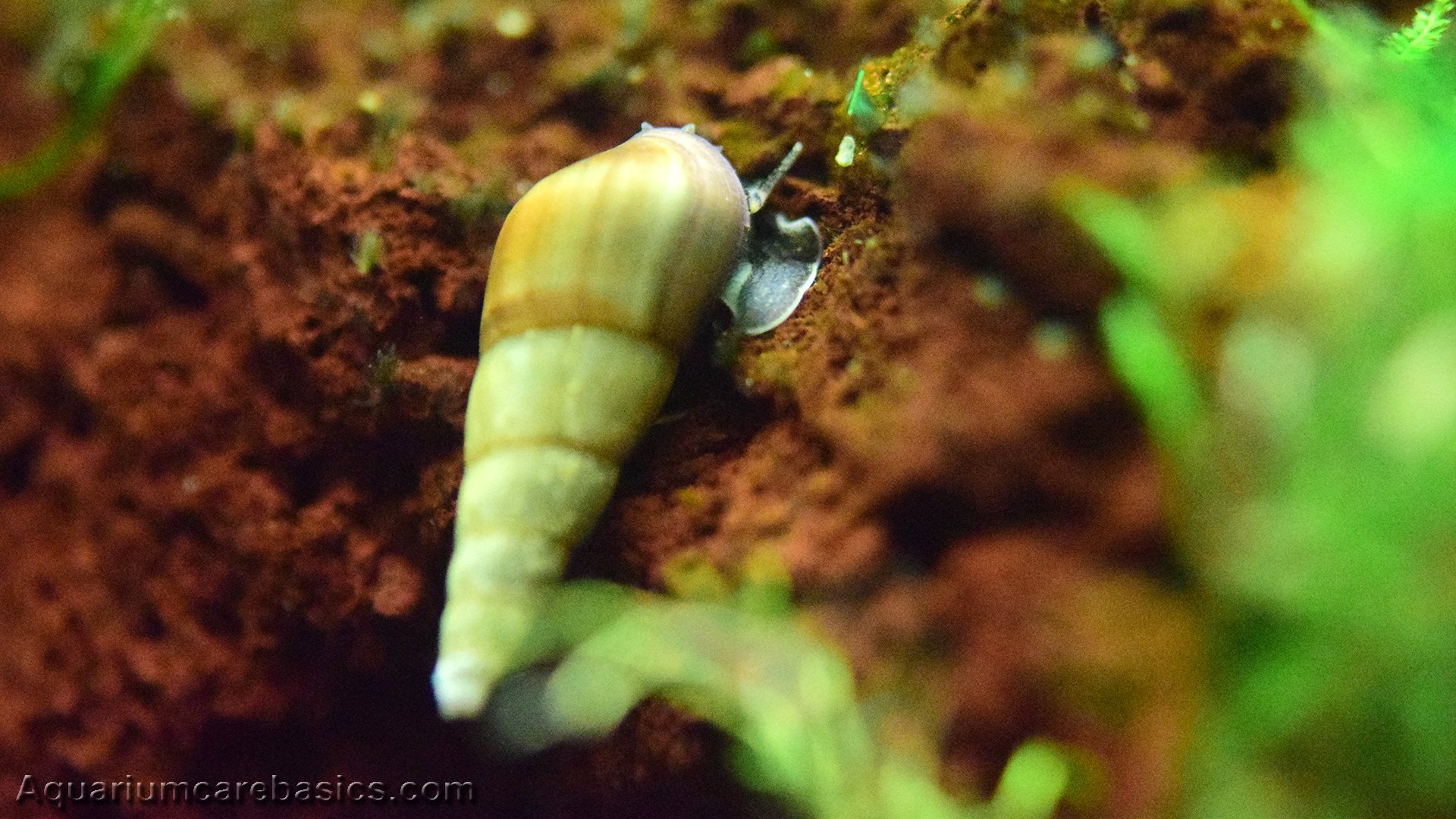 Malaysian Trumpet Snails Care, Food, Size & Lifespan Video