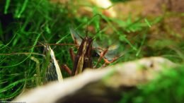 Two Bamboo Shrimp, Closeup