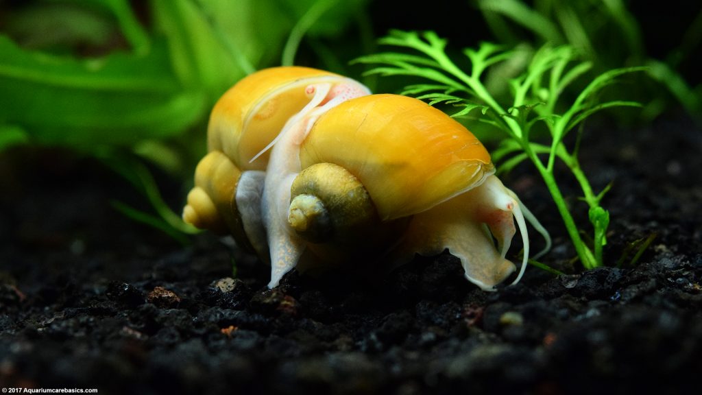 Gold Inca Snail Care, Feeding, Size, Tankmates & Lifespan