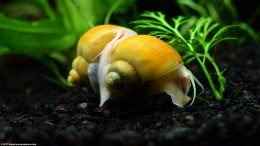 Two Gold Inca Snails On Black Substrate