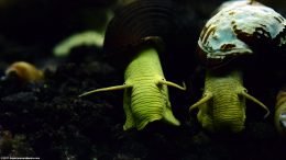 Two Gold Rabbit Snails In A Freshwater Aquarium