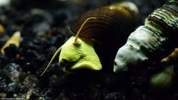 Two Gold Rabbit Snails Showing Their Head, Eye And Apex