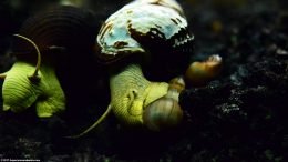 Two Gold Rabbit Snails And A Trumpet Snail