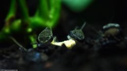 Two Otocinclus Catfish Feeding On A Pellet