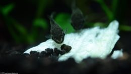 Two Otocinclus Catfish Eating Iceberg Lettuce