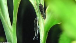 Two Otocinclus Catfish On A White Sandriana Plant