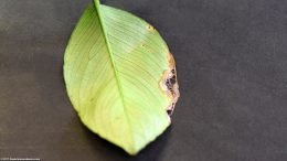 Anubias Barteri Leaf Damage