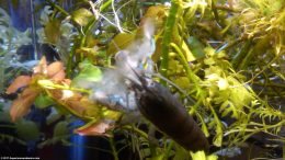 Vampire Shrimp Like Live Aquarium Plants