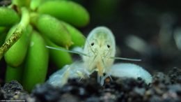 Vampire Shrimp Next To A Banana Plant