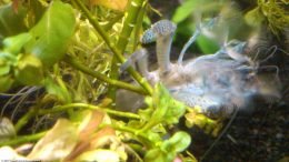 Vampire Shrimp Feeding