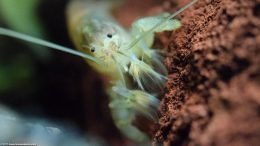 Vampire Shrimp Are Fan Feeders