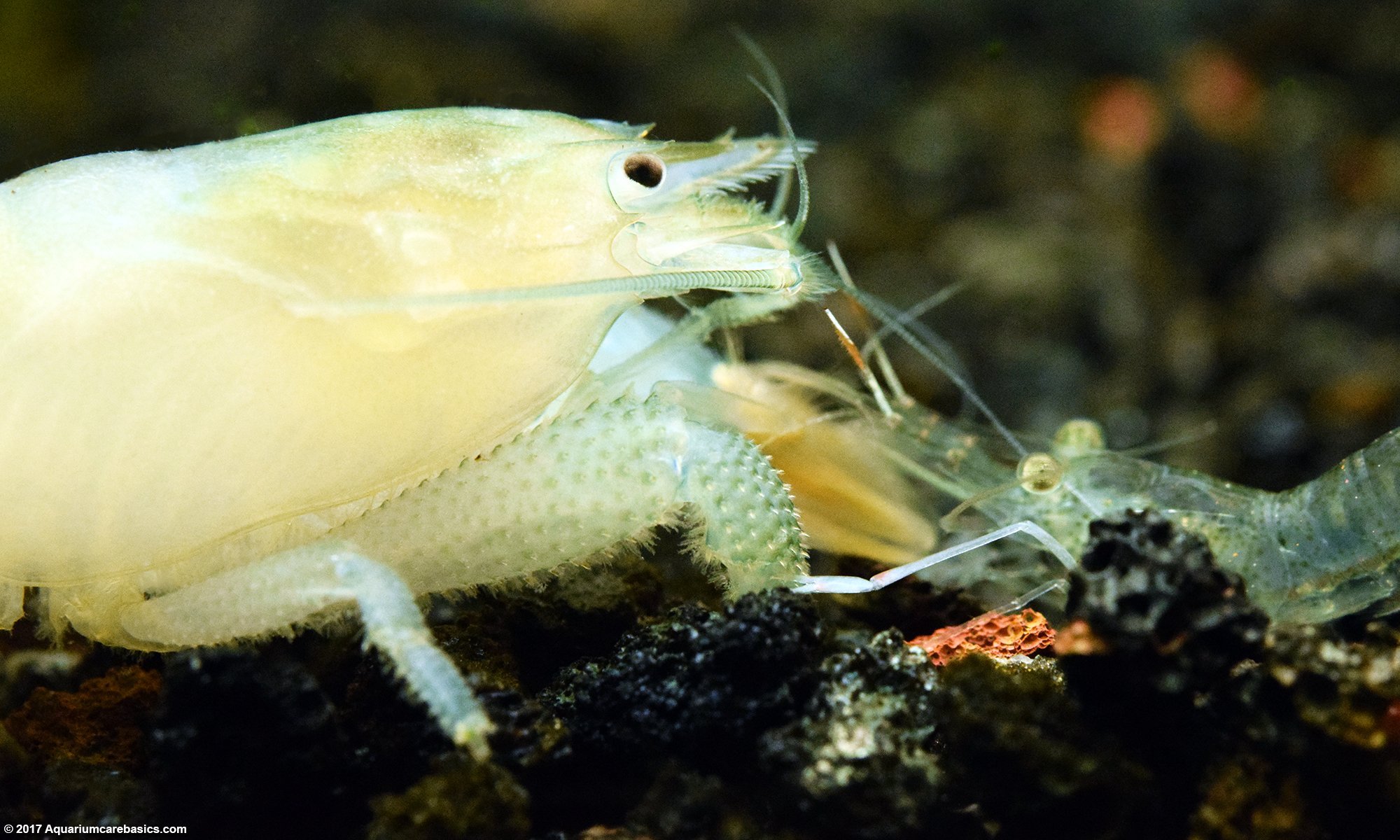 Vampire Shrimp And A Ghost Shrimp On The Tank Bottom