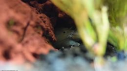 Vampire Shrimp Hiding