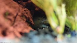 Vampire Shrimp Hiding