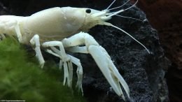 Vanilla Lobster On Moss Ball, Near Lava Rock