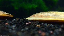 Ventral Side Of An Asian Gold Clam