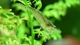 Water Sprite And Caridina Multidentata