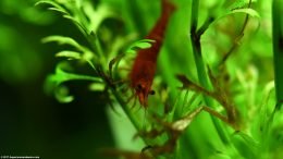 Water Sprite Provides Cover For Red Cherry Shrimp