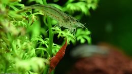 Water Sprite Is Good For Freshwater Aquarium Shrimp