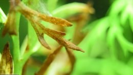 Water Sprite Leaves Dying