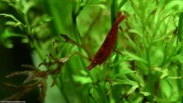 Water Sprite Leaves With Neocaridina heteropoda