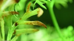 Water Sprite Plant